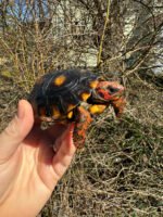 Brazilian Cherryhead Tortoise 2024 #1 (Chelonoidis carbonaria)
