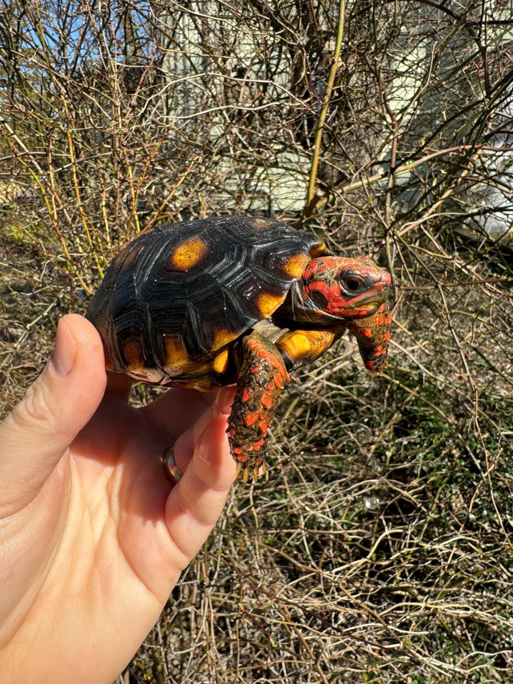 DC8D4E3E-BDE6-4F35-8C98-D522FFCBBA6F_1024x Brazilian Cherryhead Tortoise 2024 #1 (Chelonoidis carbonaria) - Image 1