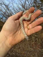 Arctic Western Hognose Snake Female #1 (Heterodon nasicus) - Image 4