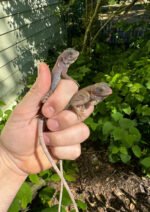 Purple Translucent Iguana Babies (Iguana iguana)