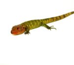 Caiman Lizard Babies (Dracaena guianensis) - Image 3