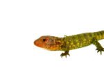 Caiman Lizard Babies (Dracaena guianensis) - Image 4