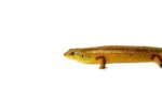 Giant Land Mullet Skink (Egernia major)