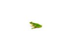 Green Tree Frog (Hyla cinerea) - Image 4