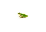 Green Tree Frog (Hyla cinerea) - Image 3