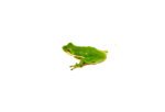 Green Tree Frog (Hyla cinerea)