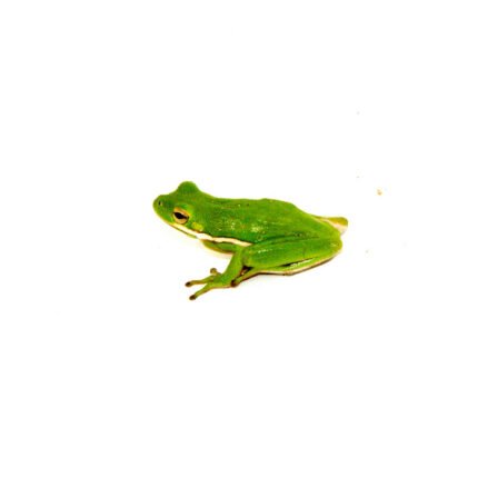 Green Tree Frog (Hyla cinerea)