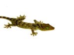 Green Eyed Gecko (Gekko smithii) - Image 4