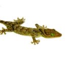 Green Eyed Gecko (Gekko smithii) - Image 3