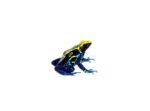 Cobalt Poison Dart Frogs (Dendrobates tinctorius) - Image 4