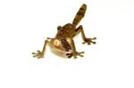 Giant Leaf Tailed Gecko (Uroplatus fimbriatus) - Image 4