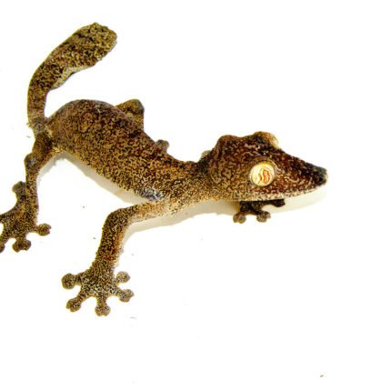 Giant Leaf Tailed Gecko (Uroplatus fimbriatus)