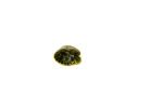 Baby Yellow Bellied Slider Turtle (Trachemys scripta) - Image 3