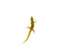 Gold Dust Day Gecko (Phelsuma laticauda) - Image 2