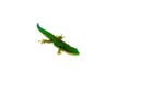 Peacock Day Gecko (Phelsuma quadriocellata) - Image 4