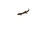 Madagascan Clawless Gecko (Ebenavia inunguis)