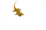 Fish Scaled Gecko (Geckolepsis maculata) | Fish Scaled Geckos for sale - Image 3