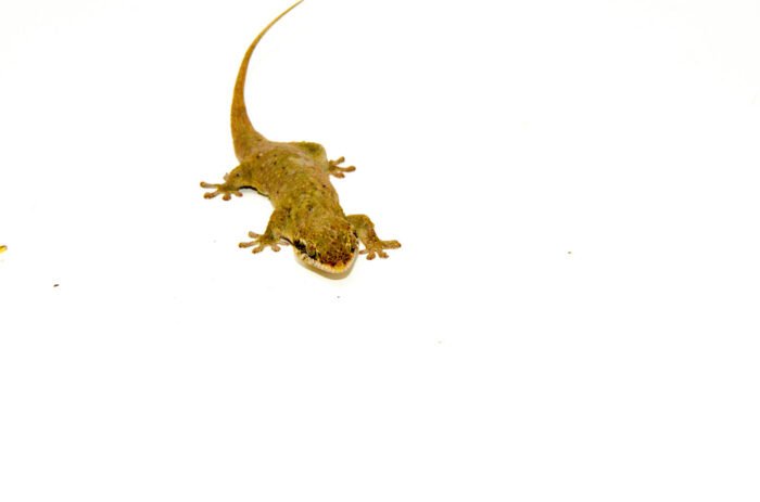 Glecko Fish Fish Scaled Geckos For Sale |Where Can I Buy Reptiles Online
