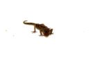 Pictus Ground Gecko (Paroedura pictus) - Image 6