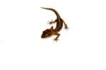 Pictus Ground Gecko (Paroedura pictus)