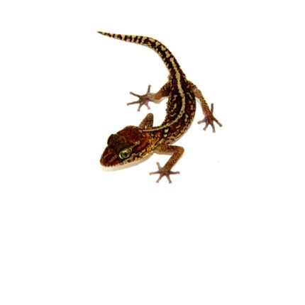 Pictus Ground Gecko (Paroedura pictus)