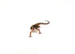 Central American Banded Geckos (Coleonyx mitratus) - Image 4