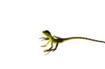 Green Basilisk Babies (Basiliscus plumifrons) - Image 3