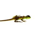 Green Basilisk Babies (Basiliscus plumifrons) - Image 2