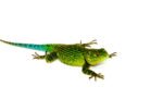 Emerald Swift (Sceloporus malachiticus) - Image 3