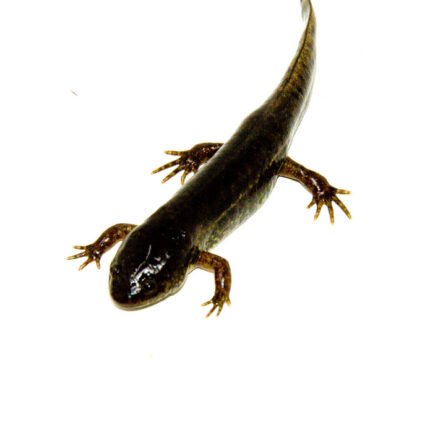 Mole Salmanders (Ambytoma talpoideum)