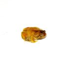 Burmese squat frog (Calluella guttulatus) - Image 3