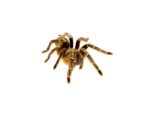 Striped Knee Tarantulas (Aphonopelma seemanni) - Image 2