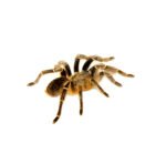 Striped Knee Tarantulas (Aphonopelma seemanni) - Image 3