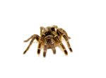 Striped Knee Tarantulas (Aphonopelma seemanni) - Image 4