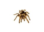 Striped Knee Tarantulas (Aphonopelma seemanni)