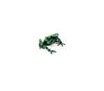 Green And Black Poison Dart Frogs (Dendrobates auratus) - Image 3