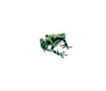 Green And Black Poison Dart Frogs (Dendrobates auratus)