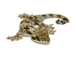 Flying Gecko (Ptychozoon kuhli) - Image 2