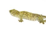 Giant Halmahera Gecko (Gehyra marginata) - Image 3