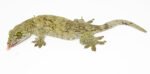 Giant Halmahera Gecko (Gehyra marginata) - Image 4