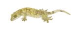 Giant Halmahera Gecko (Gehyra marginata)