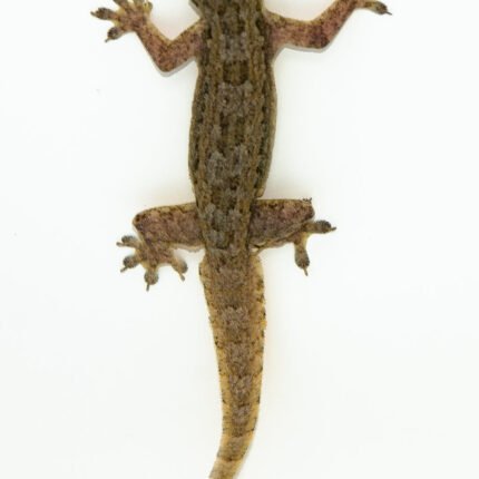 House Gecko (Hemidactylus frenatus)