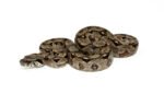 Central American Boa Constrictor (Boa Constrictor imperator)