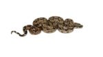 Central American Boa Constrictor (Boa Constrictor imperator) - Image 2