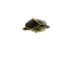 Southern Painted Turtle Baby (Chrysemys picta dorsalis)