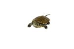 European Pond Turtle (Emys orbicularis) - Image 3