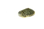 Heiroglyphic River Cooter Turtle Baby (Pseudemys concinna)