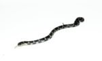 Eastern King Snake (Lampropeltis Getula) - Image 2