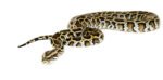 Burmese Python Babies (Python bivittatus) - Image 4
