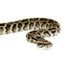 Burmese Python Babies (Python bivittatus) - Image 3